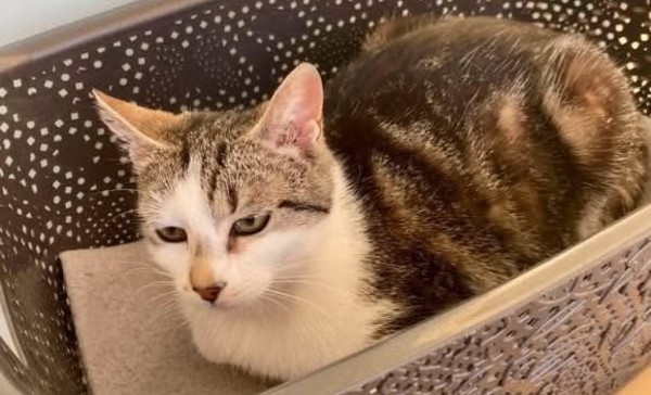 ANIKA is eagerly waiting for a home - your new loyal friend from the shelter