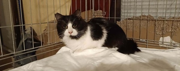 SHONI is eagerly waiting for a home - your new loyal friend from the shelter