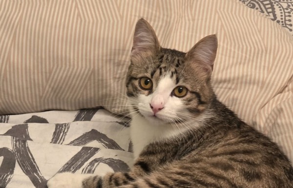WINSTON is eagerly waiting for a home - your new loyal friend from the shelter