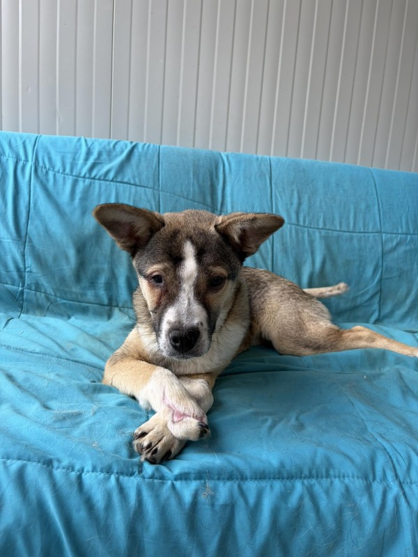 MISHA is eagerly waiting for a home - your new loyal friend from the shelter