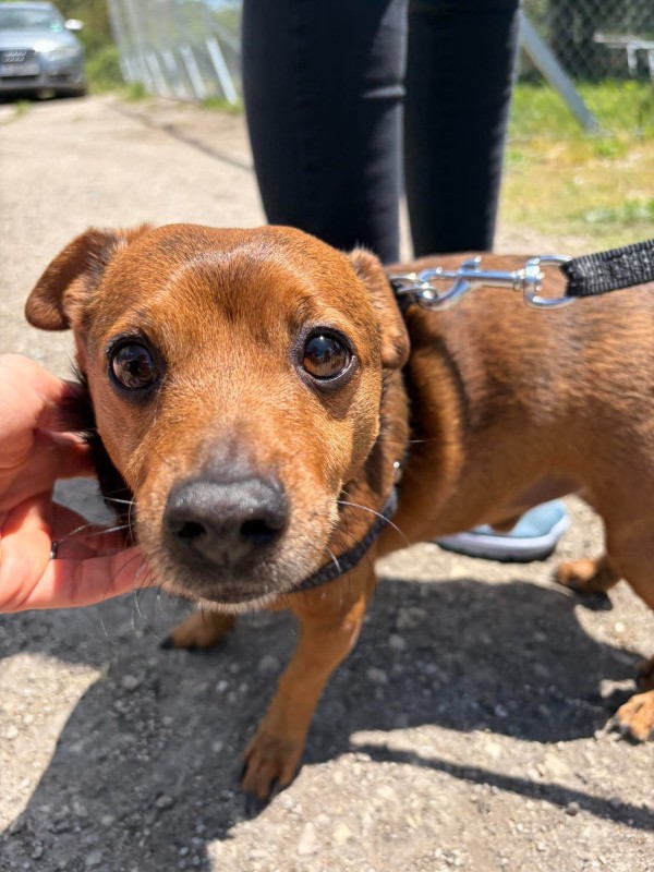 MARTIN is eagerly waiting for a home - your new loyal friend from the shelter