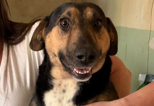 BRUNNO is eagerly waiting for a home - your new loyal friend from the shelter