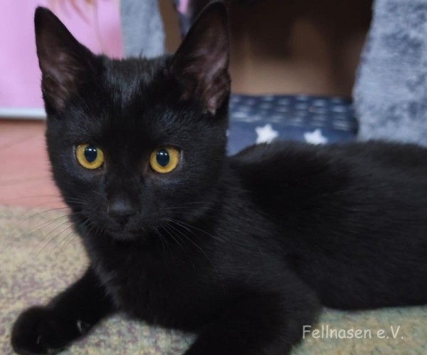 BAKI is eagerly waiting for a home - your new loyal friend from the shelter