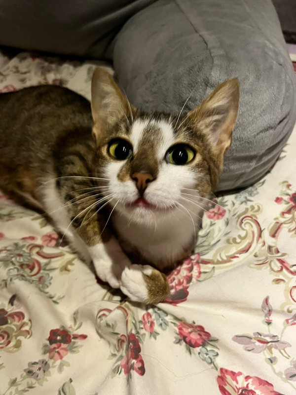 BIJOU is eagerly waiting for a home - your new loyal friend from the shelter