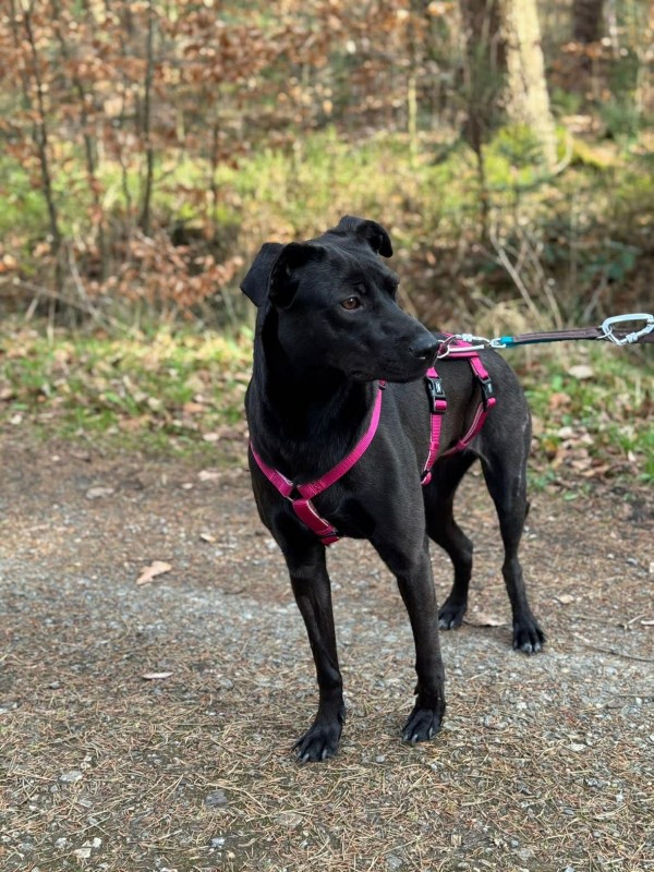 BLACK PEARL is eagerly waiting for a home - your new loyal friend from the shelter