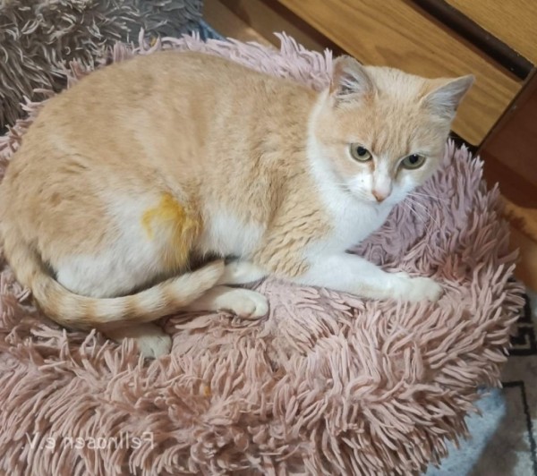 VANINA is eagerly waiting for a home - your new loyal friend from the shelter
