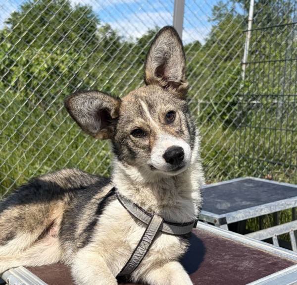 RICHARD is eagerly waiting for a home - your new loyal friend from the shelter