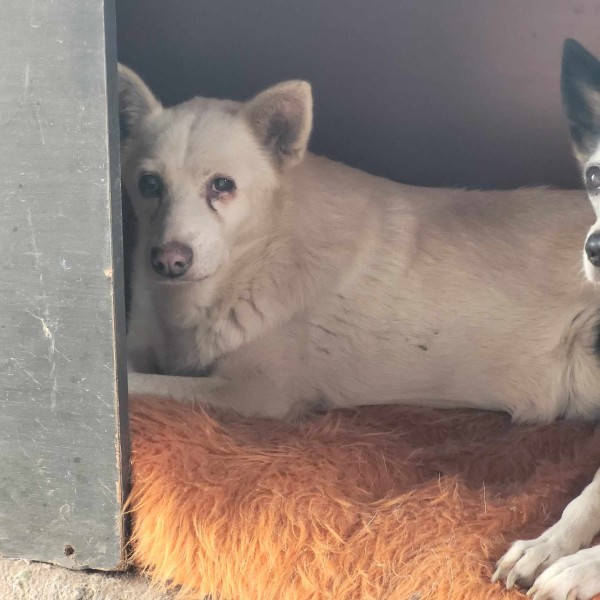 BELA is eagerly waiting for a home - your new loyal friend from the shelter