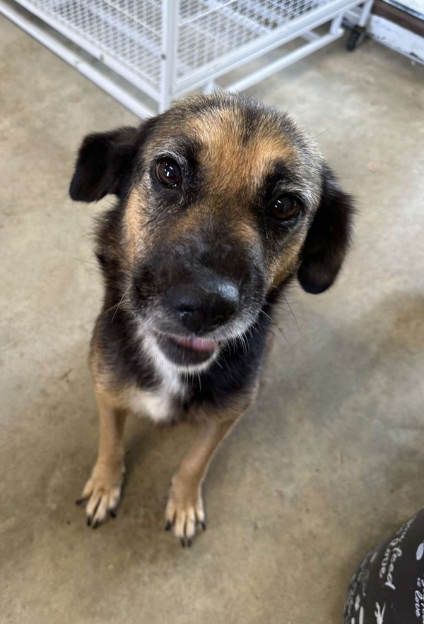 BABA is eagerly waiting for a home - your new loyal friend from the shelter