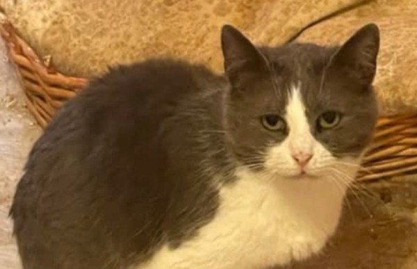 OLLY is eagerly waiting for a home - your new loyal friend from the shelter