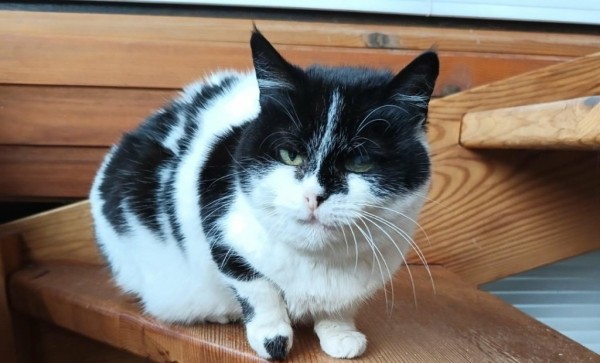 POLPETTA is eagerly waiting for a home - your new loyal friend from the shelter