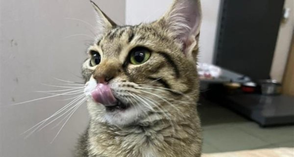 SIMBA is eagerly waiting for a home - your new loyal friend from the shelter