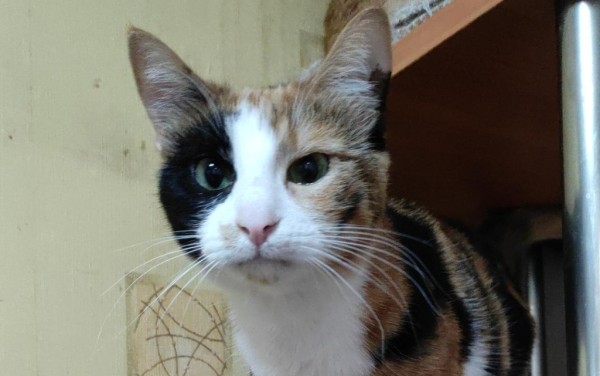 VIKI is eagerly waiting for a home - your new loyal friend from the shelter
