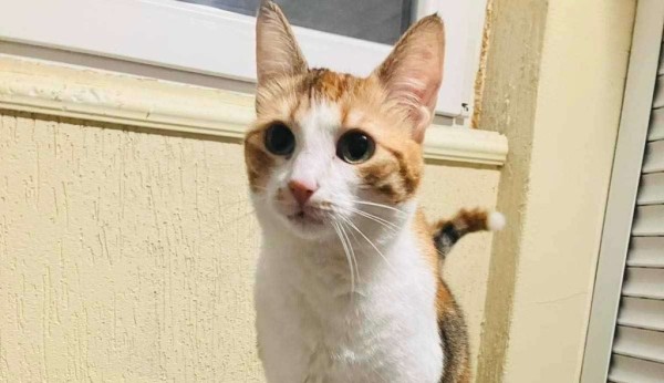 POLY is eagerly waiting for a home - your new loyal friend from the shelter