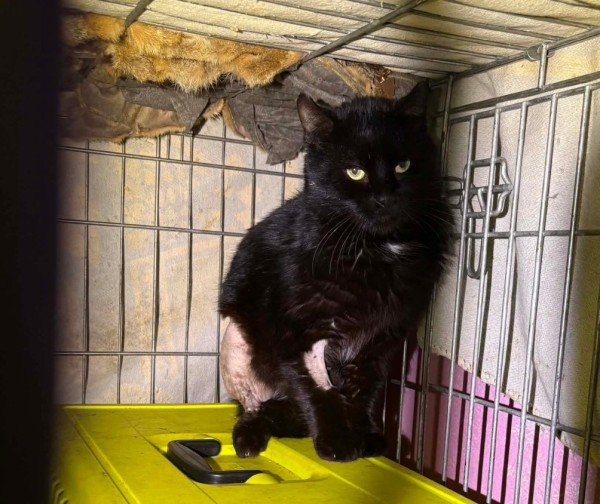 BLACKY is eagerly waiting for a home - your new loyal friend from the shelter