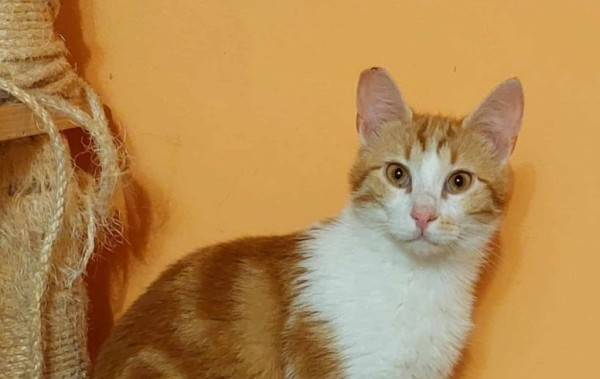 SHAMI is eagerly waiting for a home - your new loyal friend from the shelter