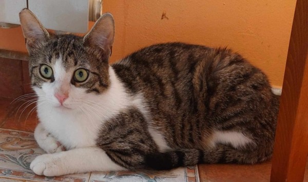 SHANO is eagerly waiting for a home - your new loyal friend from the shelter