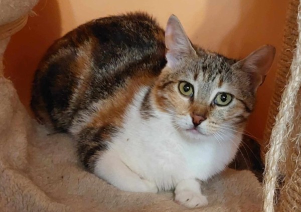 SHERI is eagerly waiting for a home - your new loyal friend from the shelter