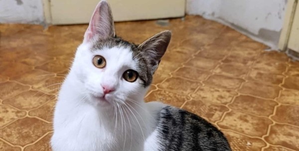 SISSY is eagerly waiting for a home - your new loyal friend from the shelter