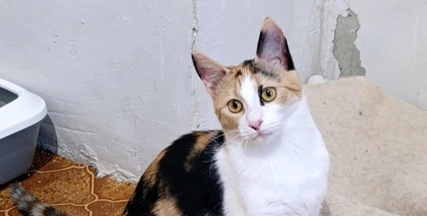 SOFIE is eagerly waiting for a home - your new loyal friend from the shelter