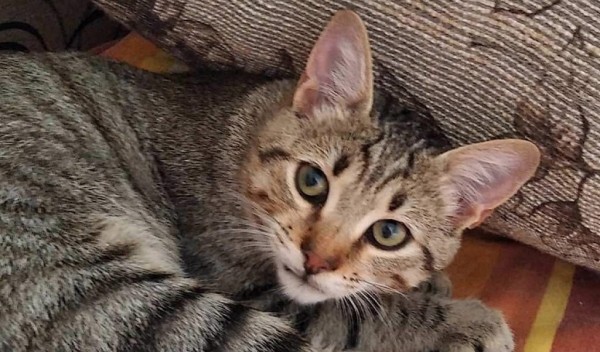 SUSLIK is eagerly waiting for a home - your new loyal friend from the shelter