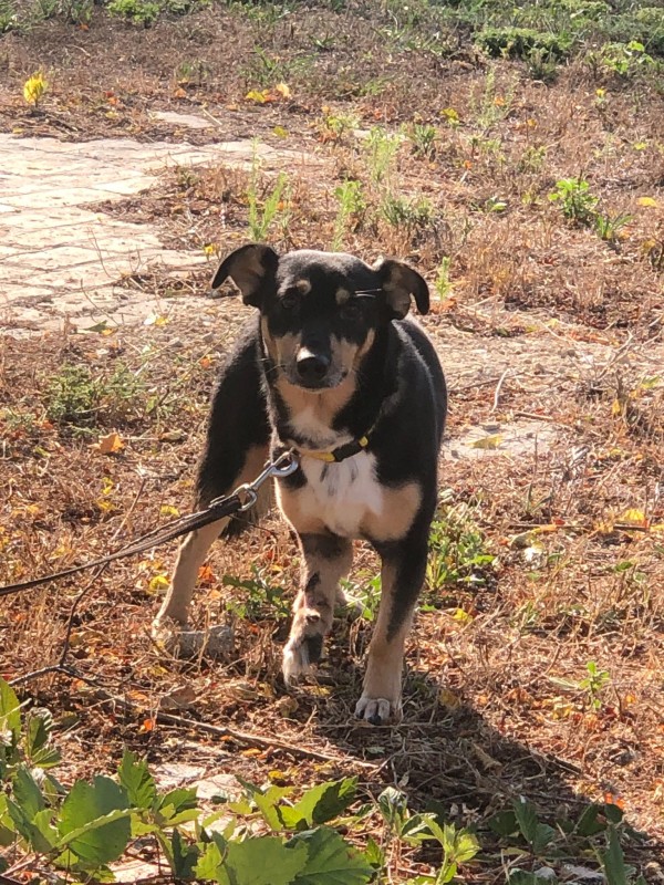 ANTONY is eagerly waiting for a home - your new loyal friend from the shelter