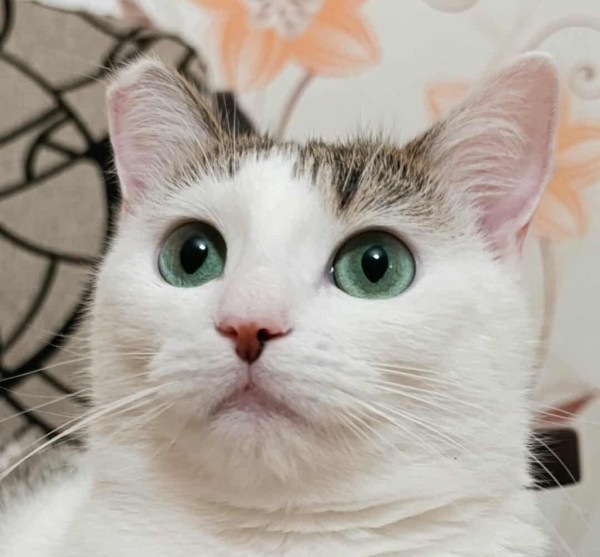ZARIYA is eagerly waiting for a home - your new loyal friend from the shelter