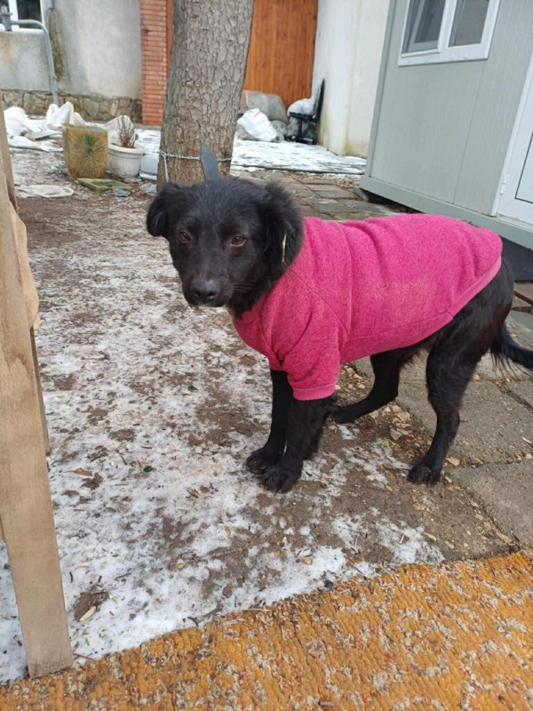 AMAYA is eagerly waiting for a home - your new loyal friend from the shelter