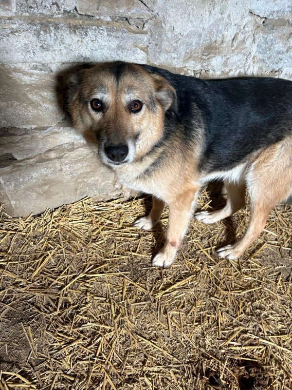 ALJONA is eagerly waiting for a home - your new loyal friend from the shelter