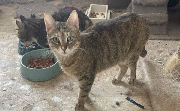 GINKA is eagerly waiting for a home - your new loyal friend from the shelter