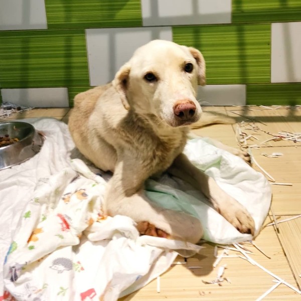 WHITEY is eagerly waiting for a home - your new loyal friend from the shelter