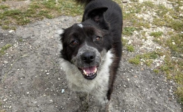 NIKA is eagerly waiting for a home - your new loyal friend from the shelter