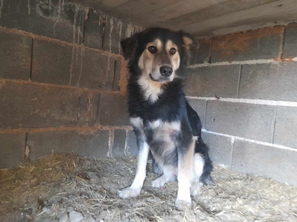 STELLA is eagerly waiting for a home - your new loyal friend from the shelter
