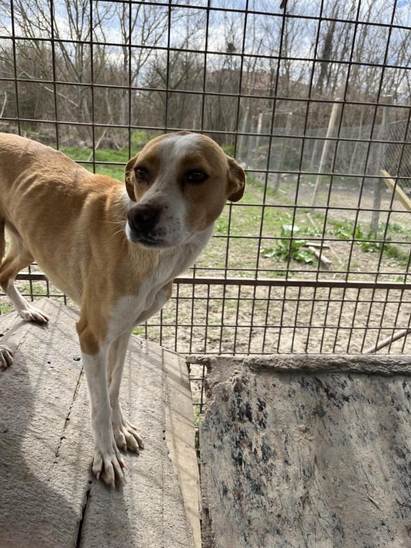 SINDI is eagerly waiting for a home - your new loyal friend from the shelter
