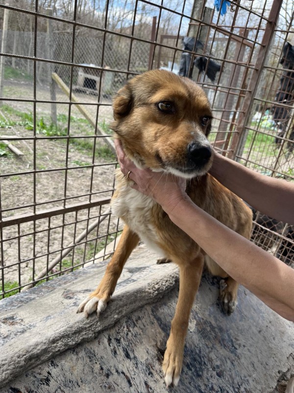 SEILY is eagerly waiting for a home - your new loyal friend from the shelter