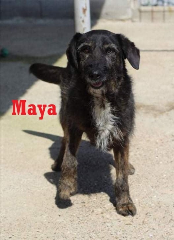 MAYA is eagerly waiting for a home - your new loyal friend from the shelter