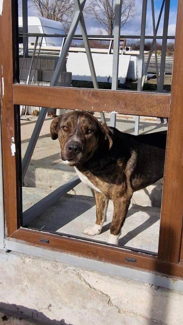 MECHO is eagerly waiting for a home - your new loyal friend from the shelter
