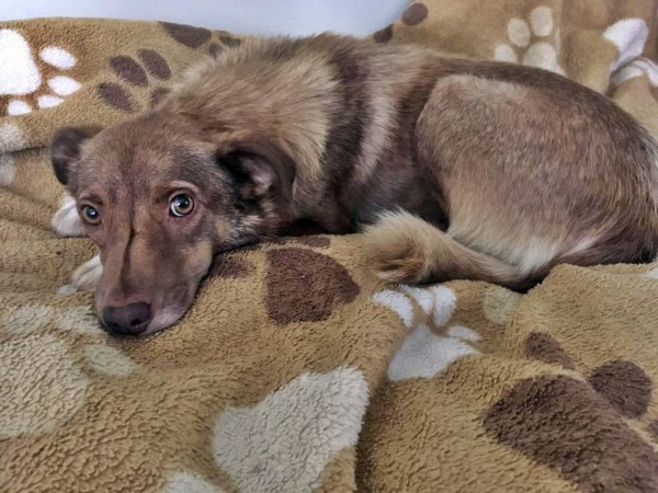 NEVINA is eagerly waiting for a home - your new loyal friend from the shelter