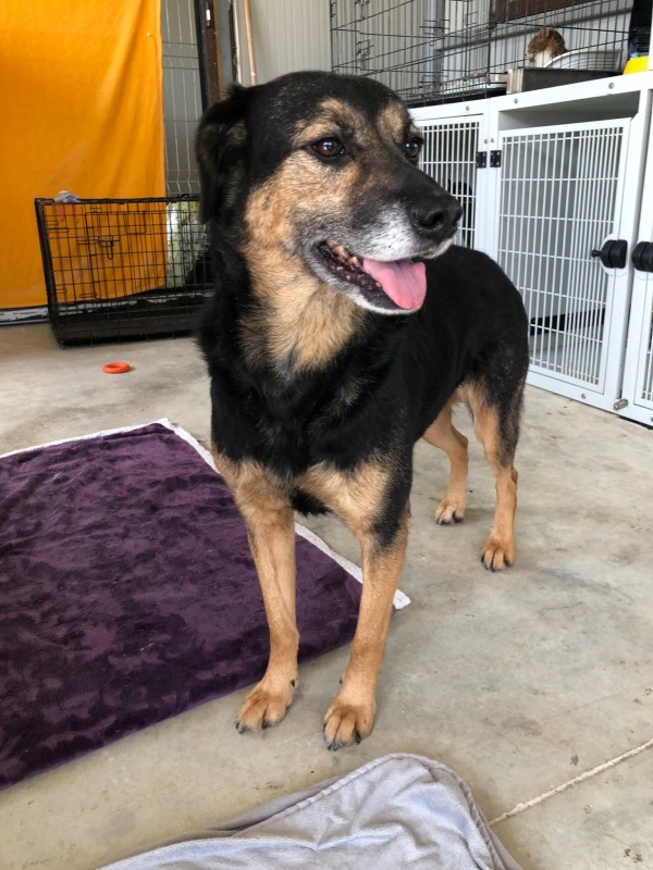 NOLA is eagerly waiting for a home - your new loyal friend from the shelter