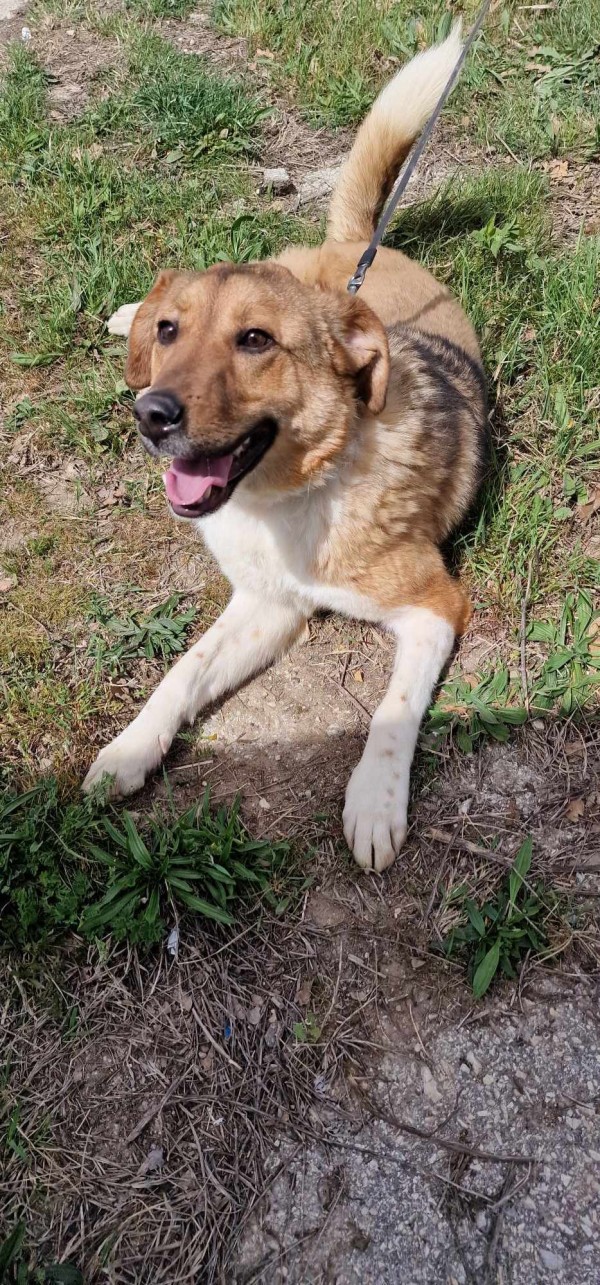 PAPAYA is eagerly waiting for a home - your new loyal friend from the shelter