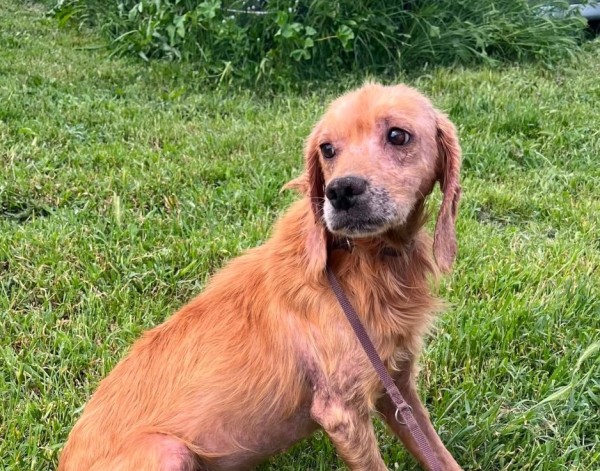 JONNY is eagerly waiting for a home - your new loyal friend from the shelter