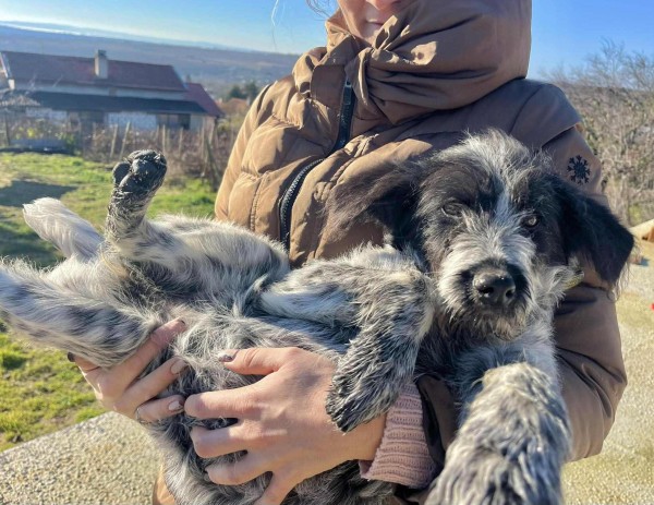 MIRA is eagerly waiting for a home - your new loyal friend from the shelter