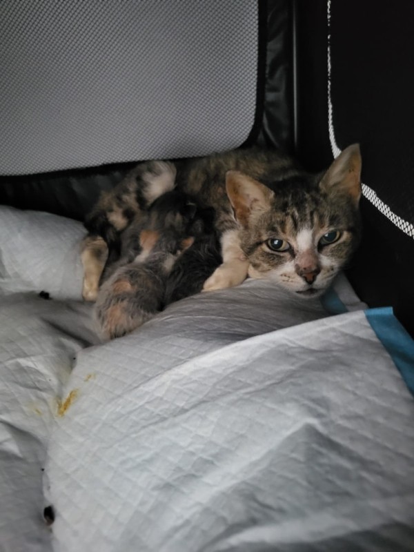 SAJMA is eagerly waiting for a home - your new loyal friend from the shelter