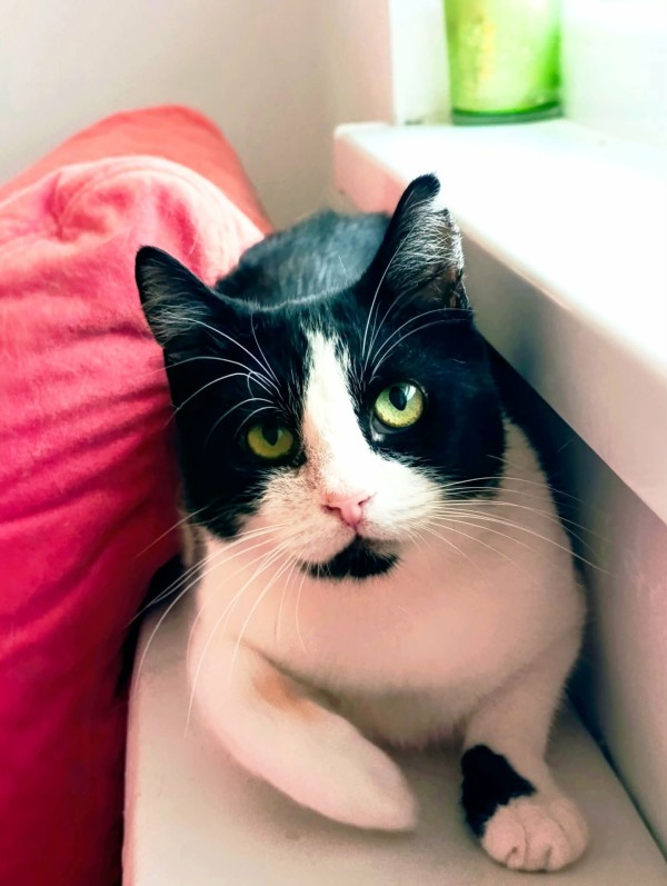 NEVELIN is eagerly waiting for a home - your new loyal friend from the shelter