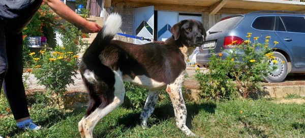 MAXIMUS is eagerly waiting for a home - your new loyal friend from the shelter