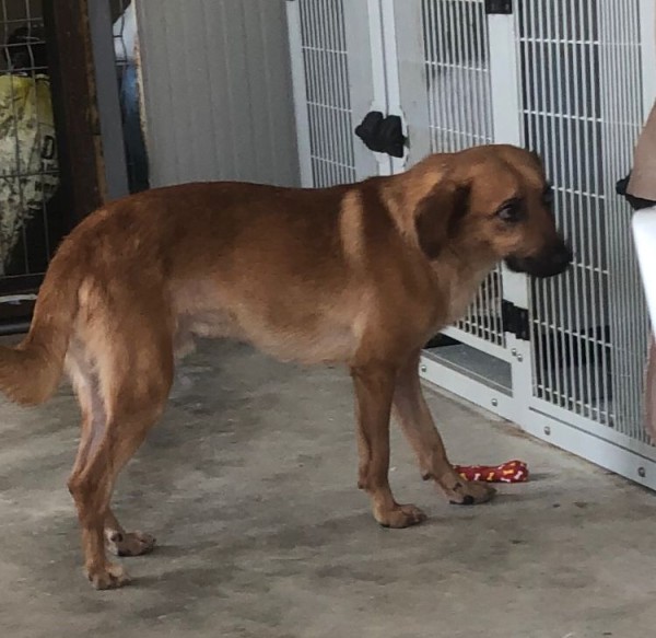 MALIN is eagerly waiting for a home - your new loyal friend from the shelter