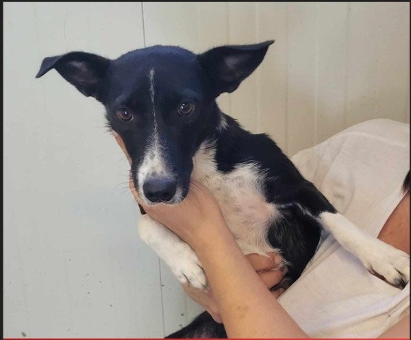 LUCIE is eagerly waiting for a home - your new loyal friend from the shelter