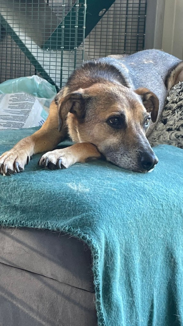 KRISTINA is eagerly waiting for a home - your new loyal friend from the shelter