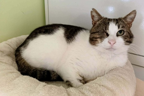 STORM is eagerly waiting for a home - your new loyal friend from the shelter