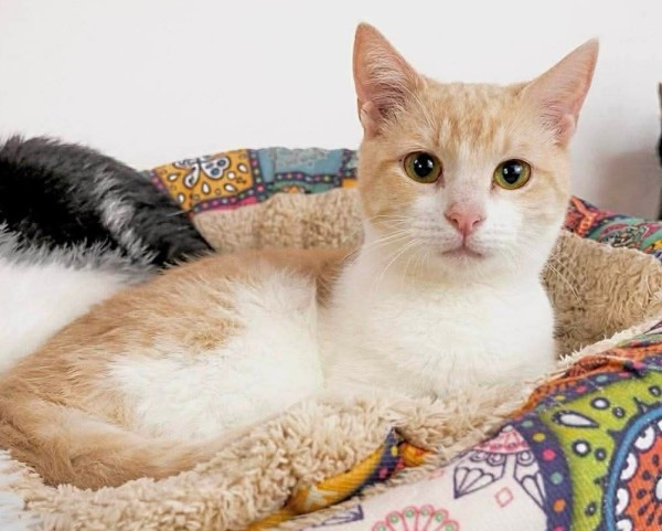 KARAMEL is eagerly waiting for a home - your new loyal friend from the shelter